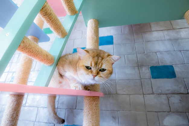 Cats in a beautiful room and cute fluffy cats