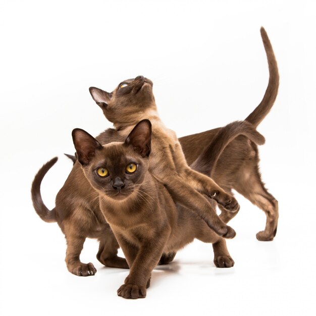 Cats of breed Burma on a white background