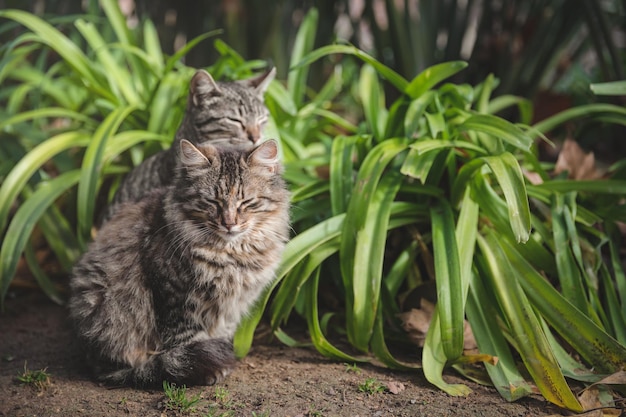 Кошки по растениям