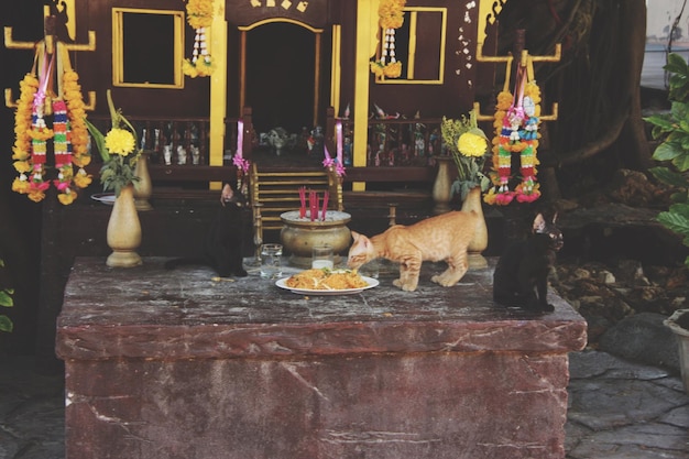 Photo cats by plate of food outside temple