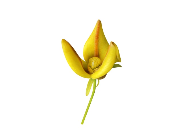 cats claw bark has been used as a traditional medicine and common herbal supplement