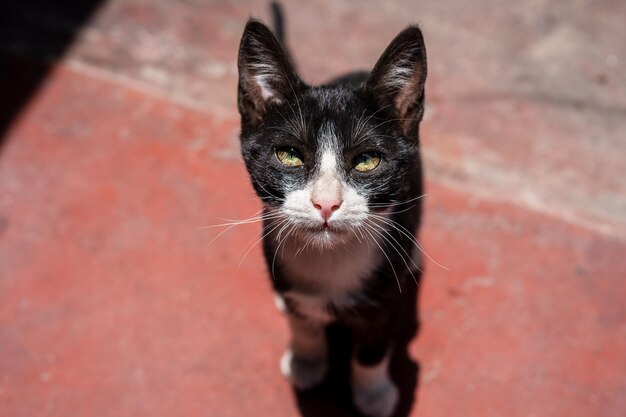 Photo cats of different looks of lead and black color cats eating