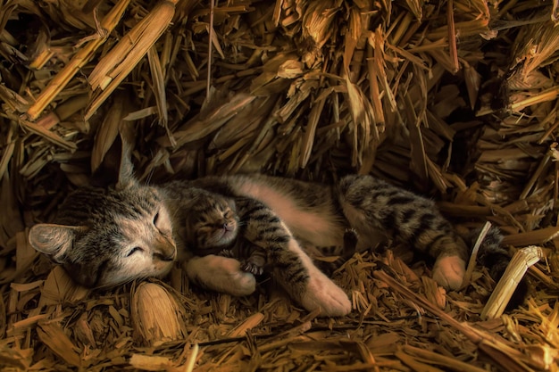 わらの上に横たわっている猫の家族