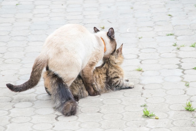 Кошки занимаются сексом на улице Размножение любви между кошками