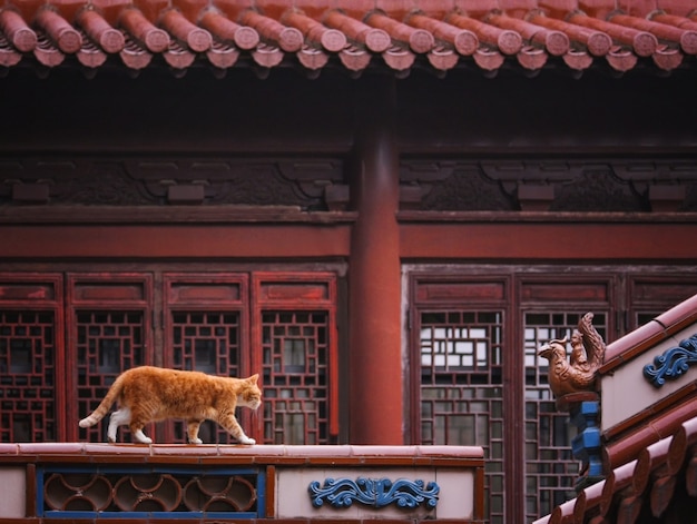 写真 紫禁城の猫