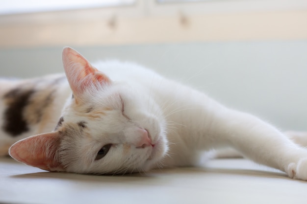 I gatti hanno l'occhio chiuso. l'irritazione agli occhi perché i gatti sono malati.
