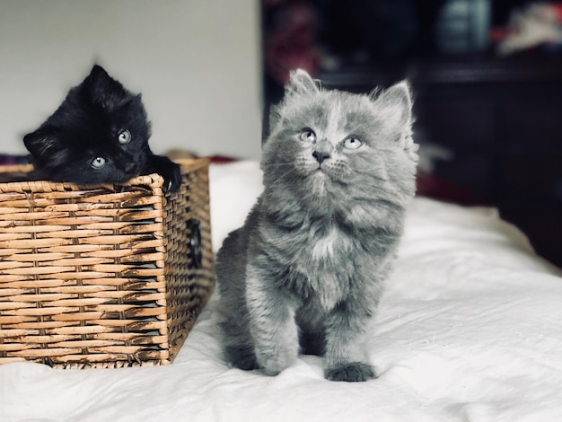家でベッドに座っている猫が目をそらしている