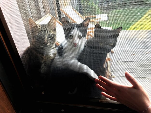 Foto gatti che guardano attraverso la finestra