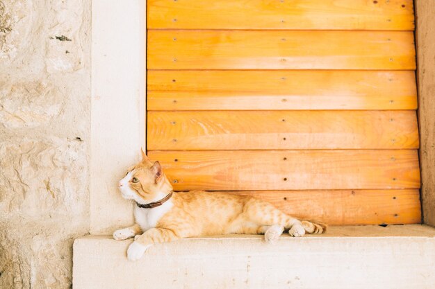 Gatti nella città vecchia di budva kotor dubrovnik croazia e mon