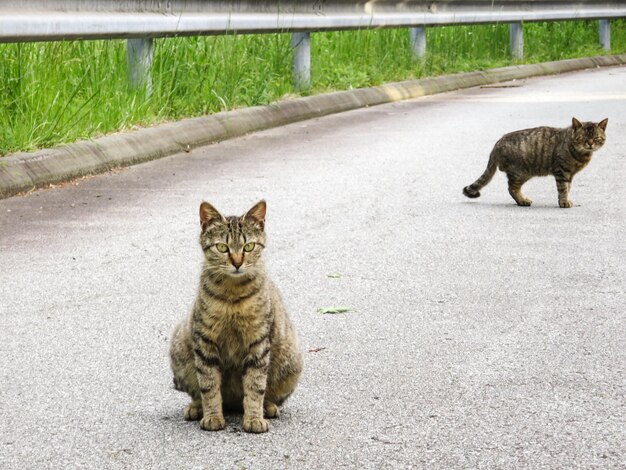 写真 路上にいる猫
