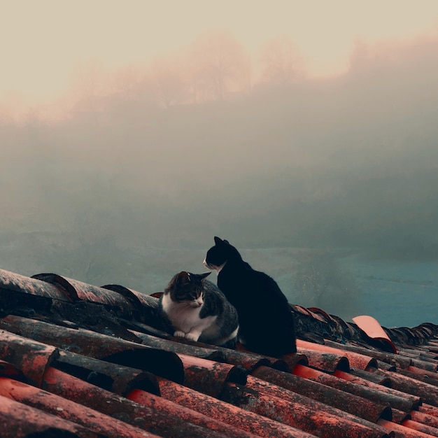 写真 屋根の猫たち