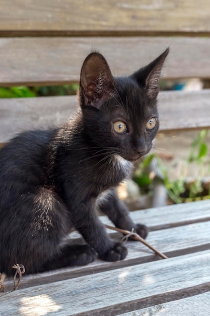 Foto gatti il gattino nero in primo piano