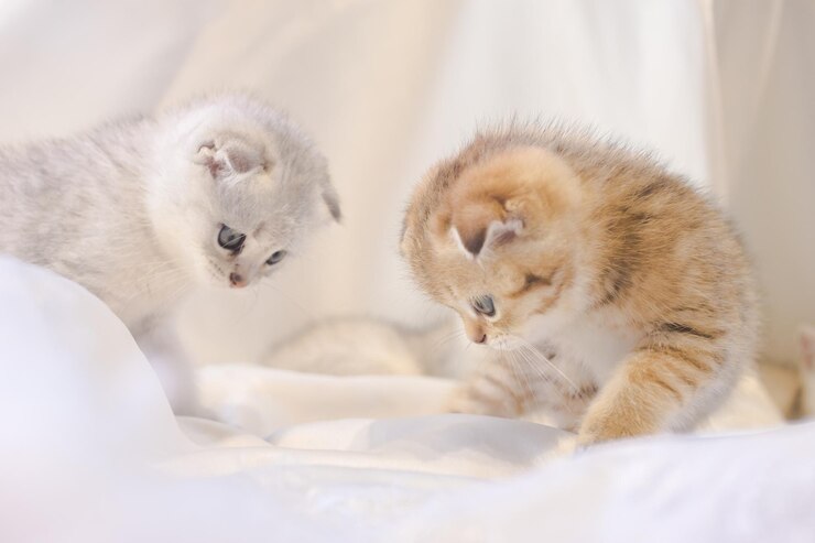Photo cats relaxing in a bed