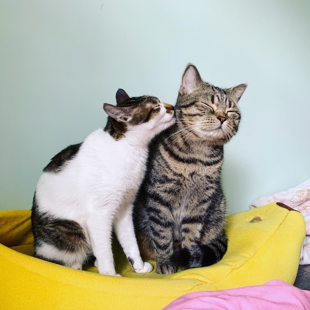 Кошки отдыхают дома.