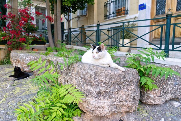 Cats rest on stone steps in a beautiful Greek courtyard close up