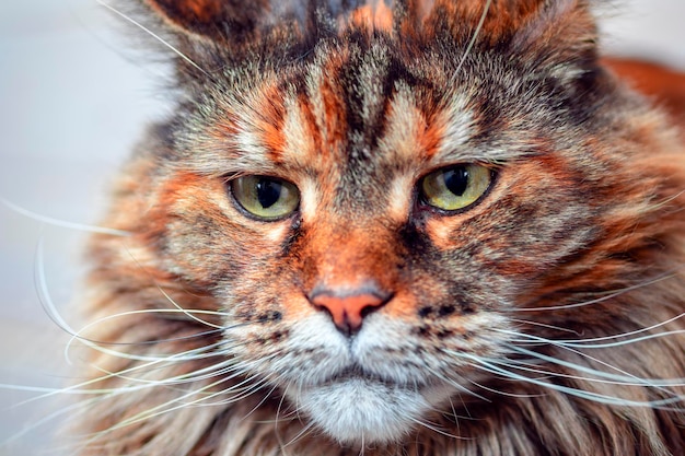 Cats sad muzzle closeup face maine coon cat Selective Focus