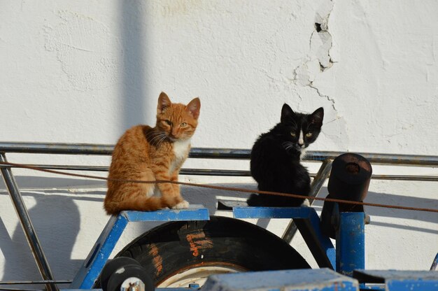 Photo cats sitting on tire against wall