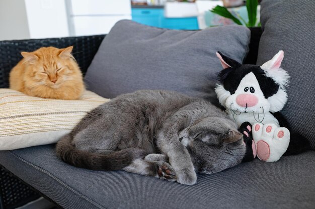 The cats sleep on the couch next to the plush toy