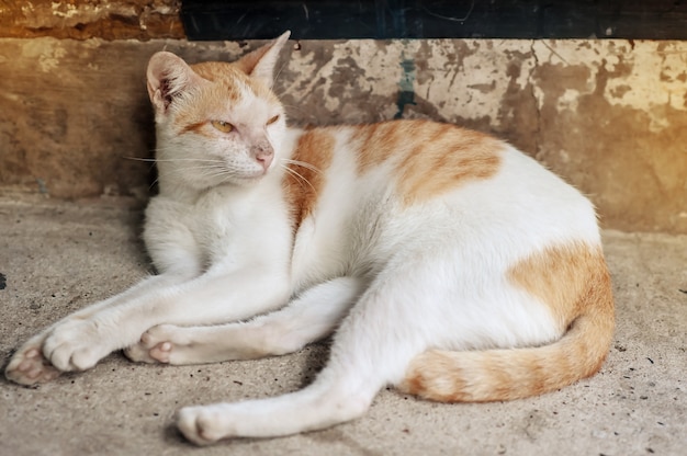 Cats sleep where floor