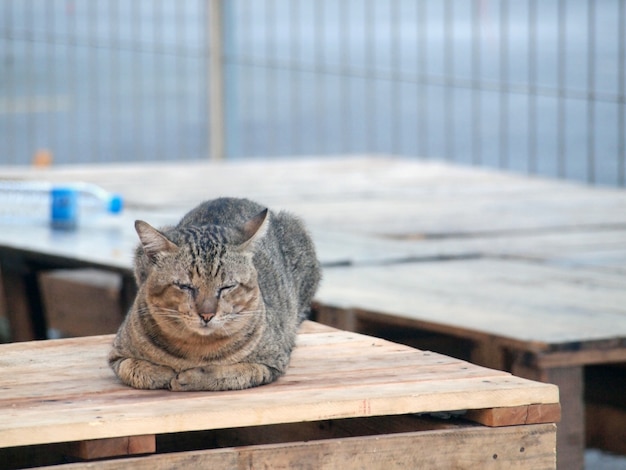 고양이 수면