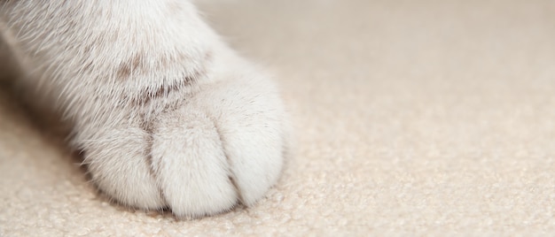 Cats soft beige paw close up in macro Soft focus