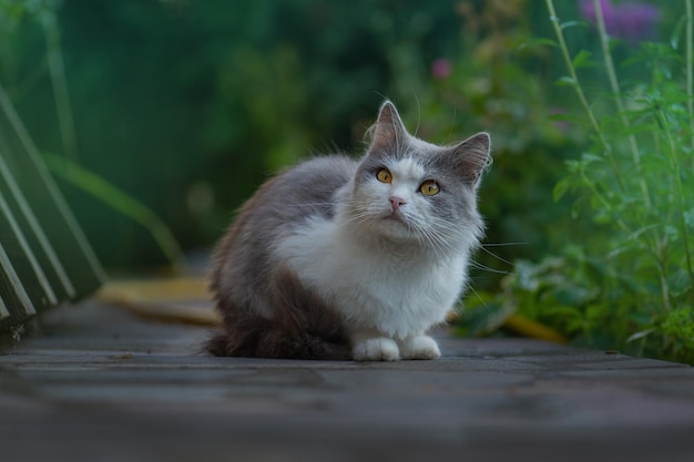 Cats that live outside Take care of cats living on the street