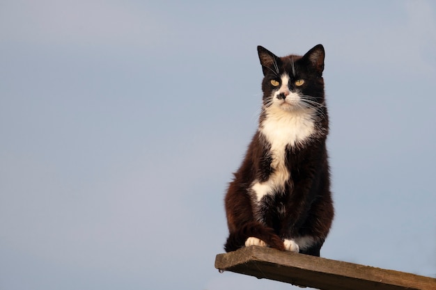 一人で歩く猫