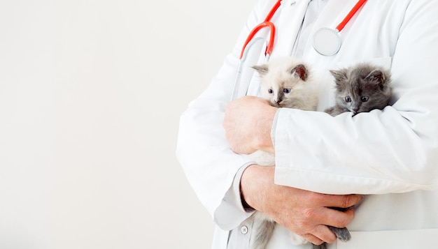 獣医の猫が多くの子猫を診察する獣医の手に渡る獣医クリニックの哺乳類の猫ペットと猫のための獣医学子猫の動物の肖像画コピースペース