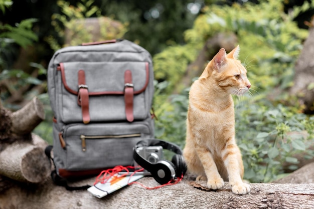 写真 ビンテージ バッグと休日のアクセサリーを持つ猫