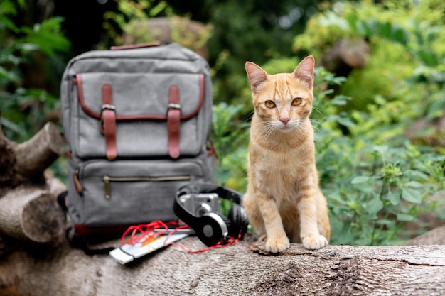 ビンテージ バッグと休日のアクセサリーを持つ猫