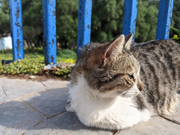 사진 고양이