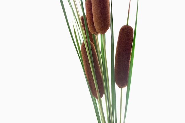 Cattail branch isolated on white background top view place for text