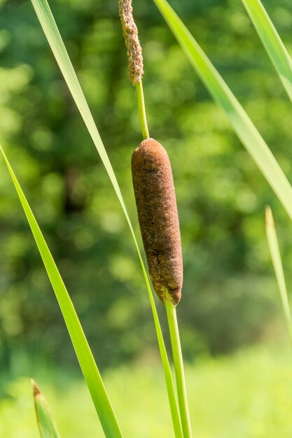 Photo cattail plant