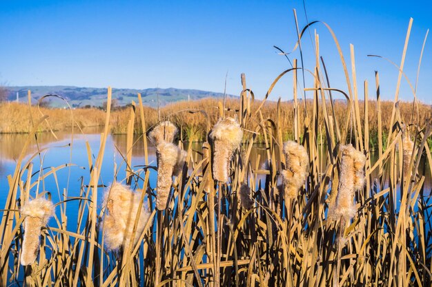 Cattail seeds ready to burst on the marshes of East San Francisco Bay Coyote Hills Regional Park California