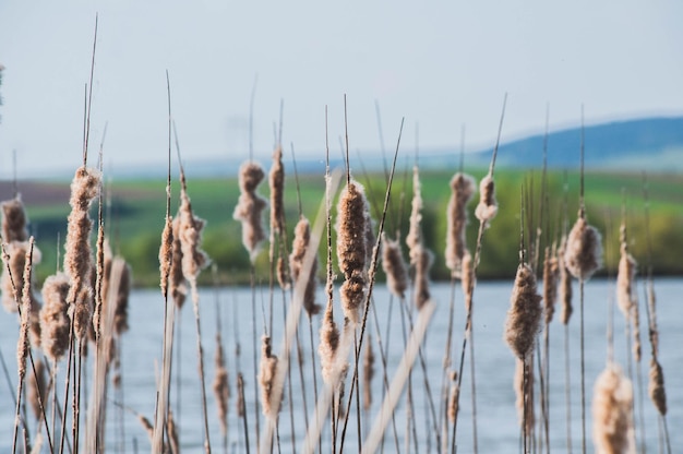 Cattails groeien bij het meer