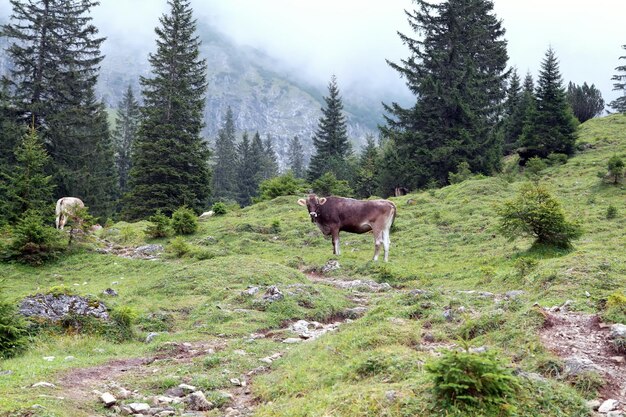 cattle on alpine meadows in fog