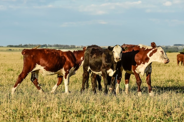 Cattle in Argentine countryside Buenos Aires Province Argentina