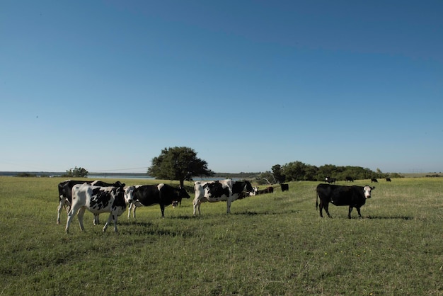 Cattle in the Argentine Countryside La Pampa Patagonia Argentina