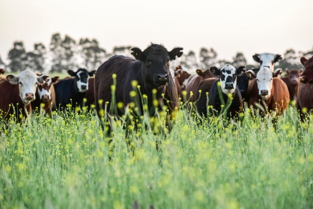 Photo cattle in argentine countryside pampas argentina