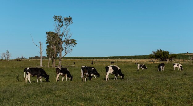 Cattle in Argentine countrysideLa Pampa Province Argentina