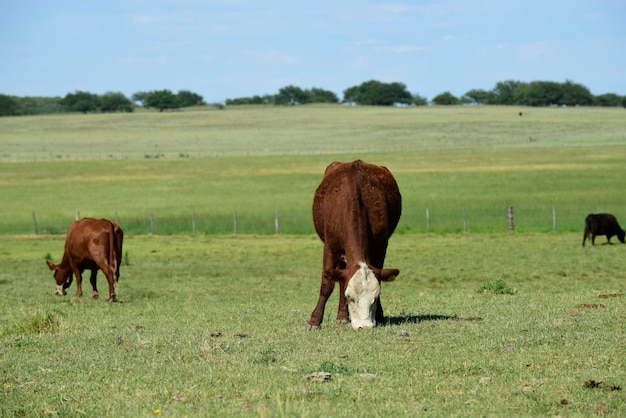 アルゼンチンの田園地帯の牛 アルゼンチン ラ パンパ州