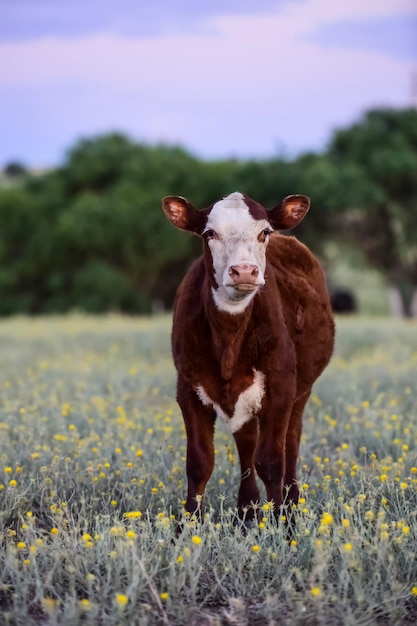 Cattle in Argentine countrysideLa Pampa Province Argentina