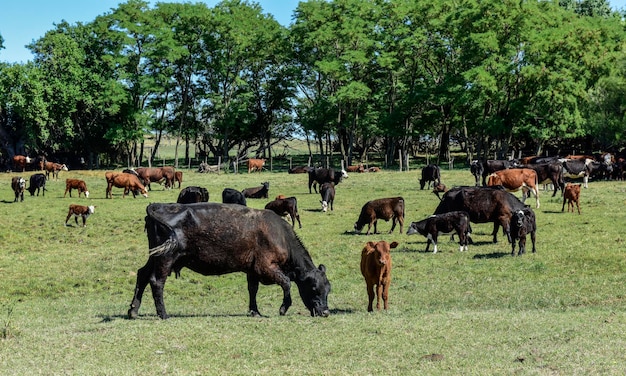 Cattle in argentine countrysidela pampa province argentina