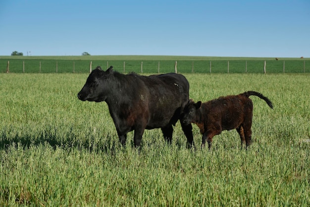 Крупный рогатый скот и теленок в сельской местности Аргентины, провинция Ла-Пампа, Патагония, Аргентина