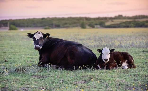 Cattle and calf in Argentine countrysideLa Pampa Province Argentina