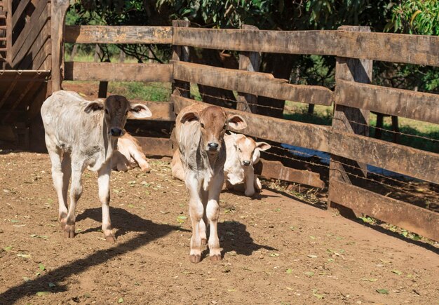 Cattle on confinement in farm