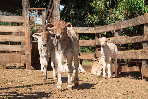 Cattle on confinement in farm