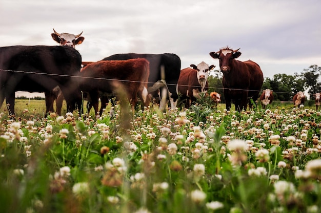 Cattle in the countryside near Juan Lacaze Colonia Uruguay