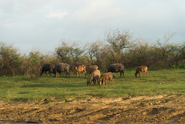 Cattle cow in farm field