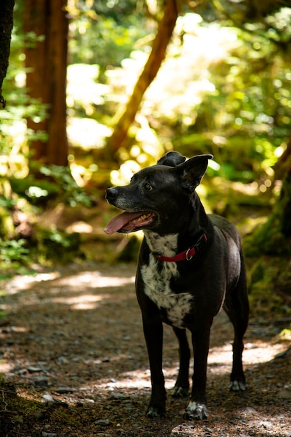 Foto cane da laboratorio di bestiame mix cane nero in piedi nella foresta